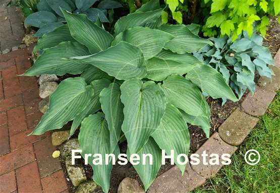 Hosta Cutting Edge