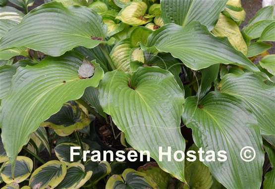Hosta Cutting Edge