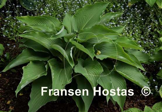 Hosta Cutting Edge
