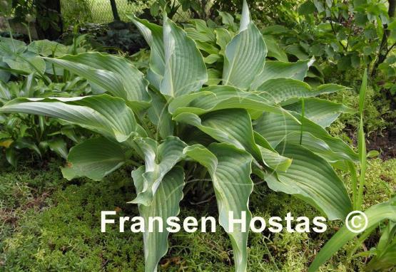 Hosta Cutting Edge