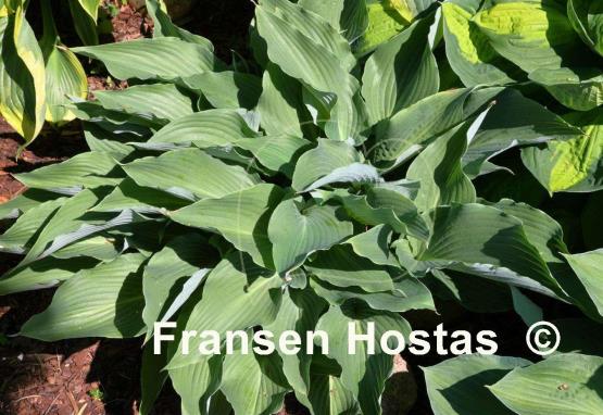 Hosta Cutting Edge