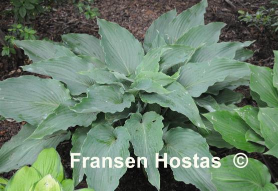Hosta Cutting Edge