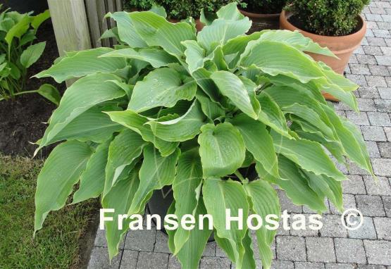 Hosta Cutting Edge