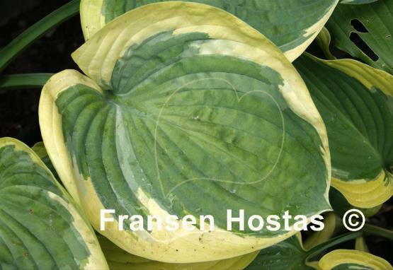 Hosta Cuyahoga
