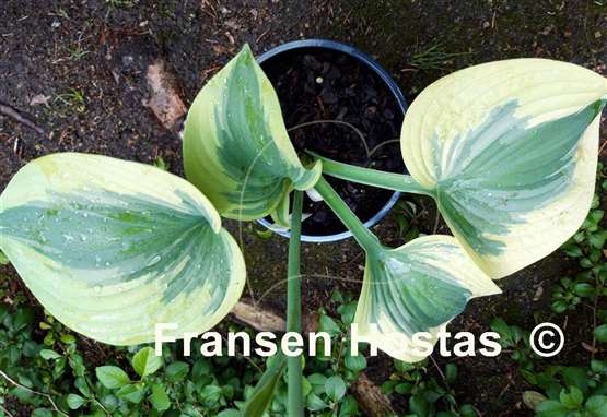 Hosta Cuyahoga