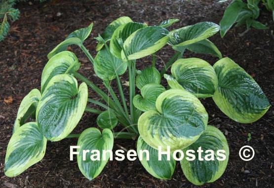 Hosta Cuyahoga