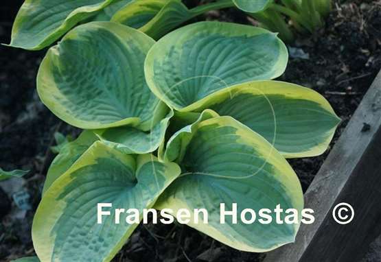 Hosta Cuyahoga