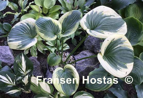Hosta Cuyahoga