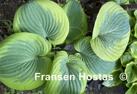 Hosta Cuyahoga