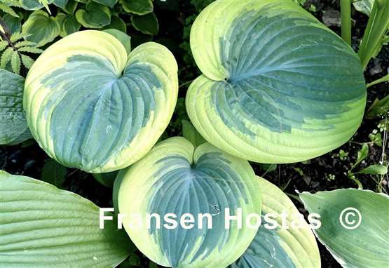 Hosta Cuyahoga