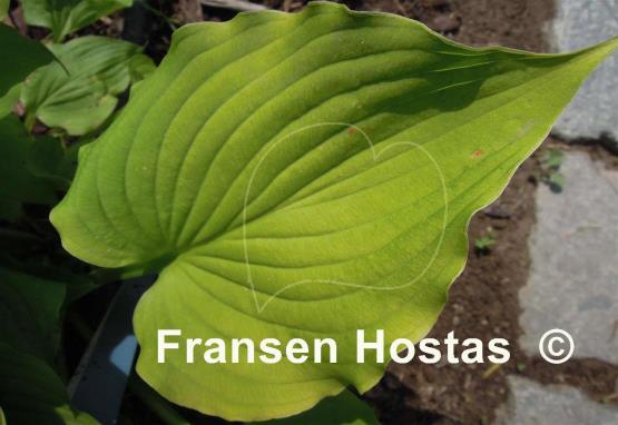 Hosta capitata