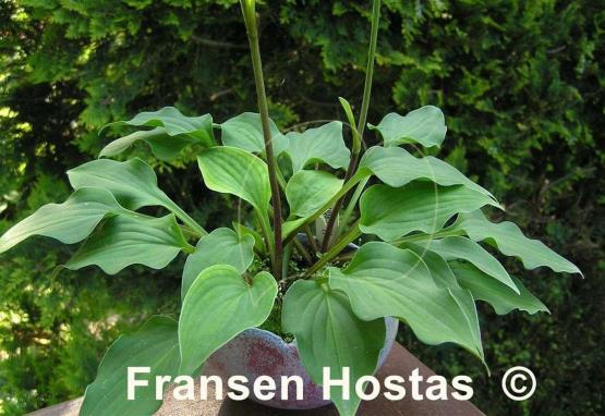 Hosta capitata