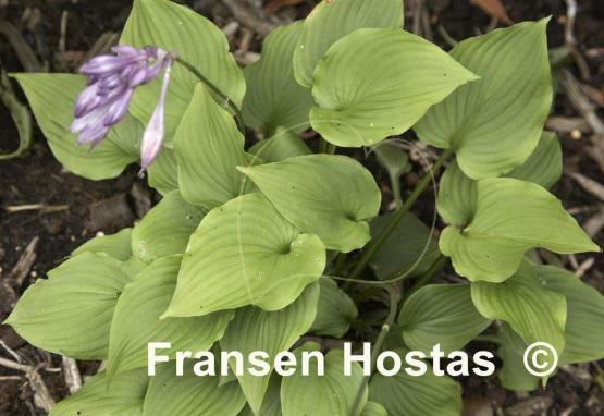 Hosta capitata
