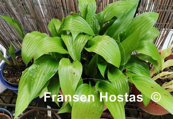 Hosta clausa