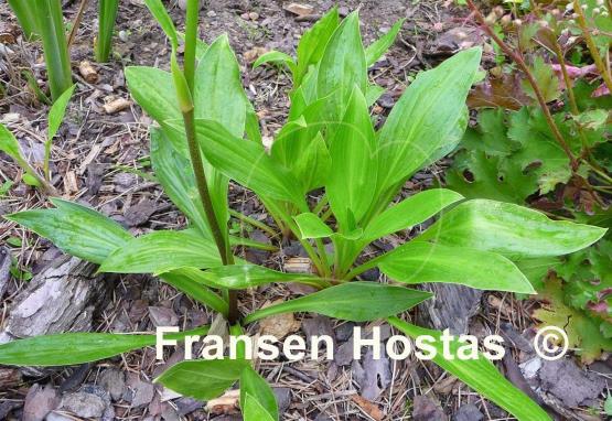 Hosta clausa var. normalis