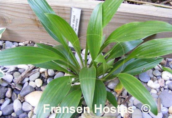 Hosta clausa var. normalis