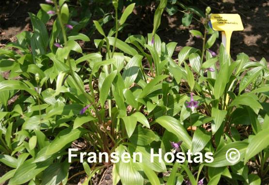 Hosta clausa var. normalis