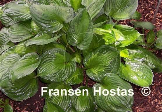 Hosta Color Revolt