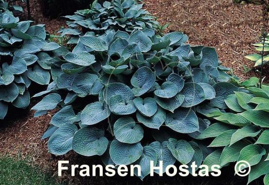 Hosta Camelot