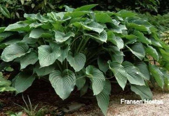 Hosta Candle Wax