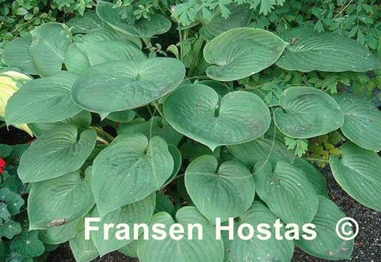 Hosta Candy Hearts