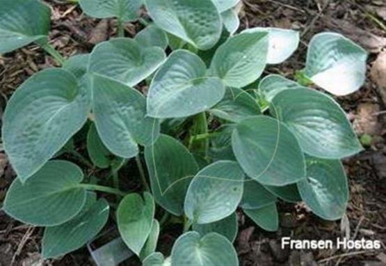 Hosta Carder Blue