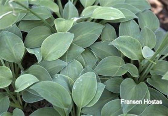 Hosta Carl