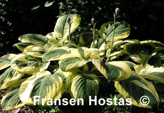 Hosta Carnival