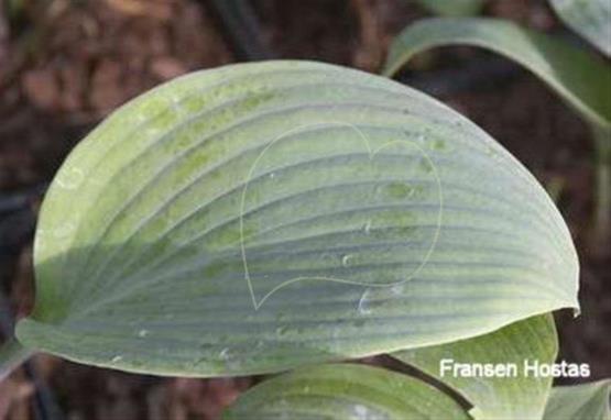 Hosta Carolina Blue