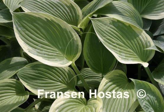 Hosta Cascade Mist