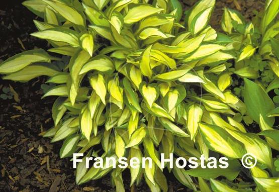 Hosta Cat's Eye