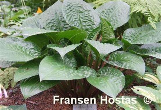 Hosta Celtic Uplands