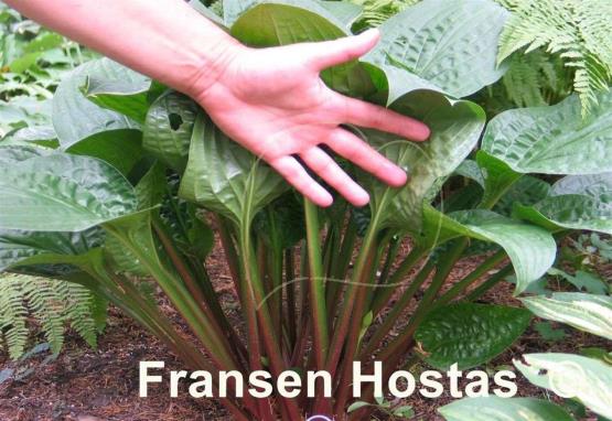 Hosta Celtic Uplands
