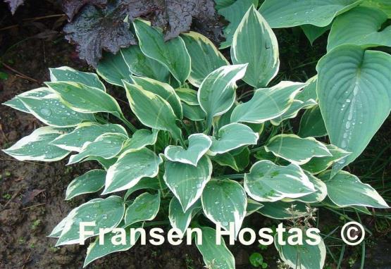 Hosta Chantilly Lace