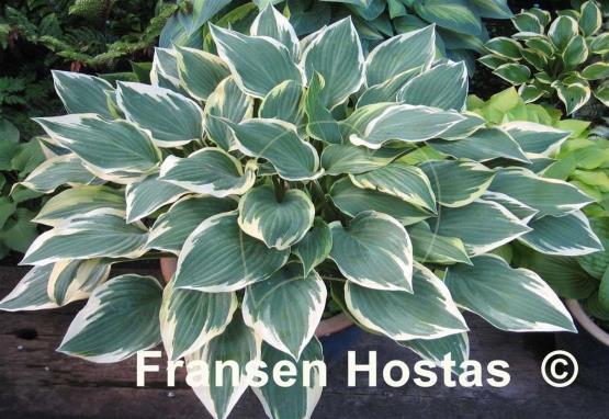 Hosta Chantilly Lace