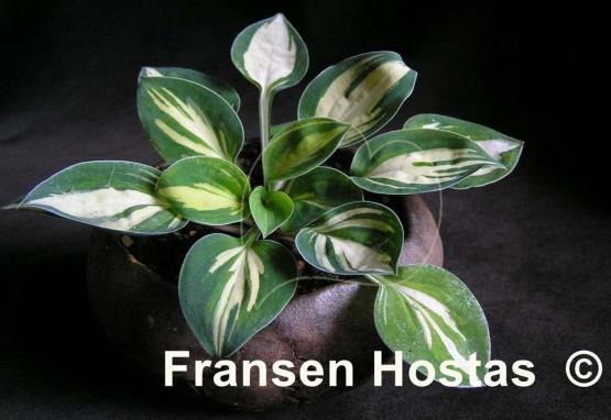 Hosta Cherish