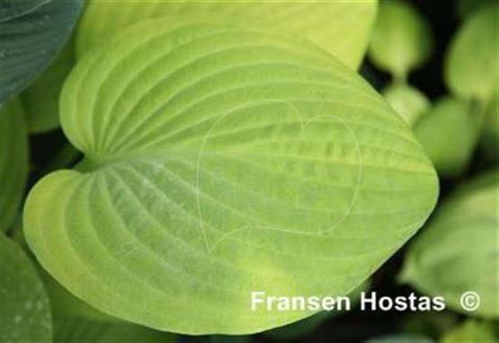 Hosta Chesterland Gold