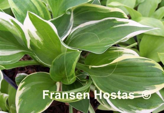 Hosta Chi-Town Classic