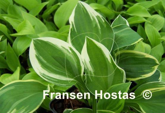 Hosta Chi-Town Classic