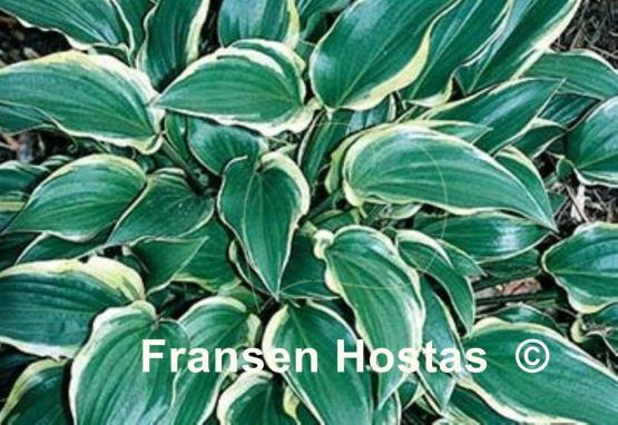 Hosta Childhood Sweetheart