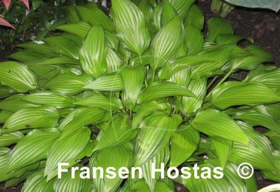 Hosta Chinese Sunrise