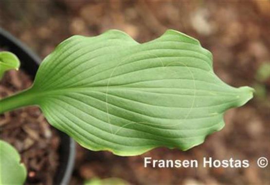 Hosta Circus Clown