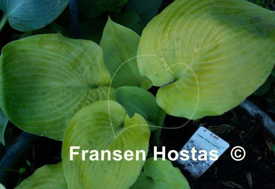 Hosta City Lights