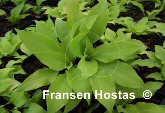 Hosta Coconut Custard