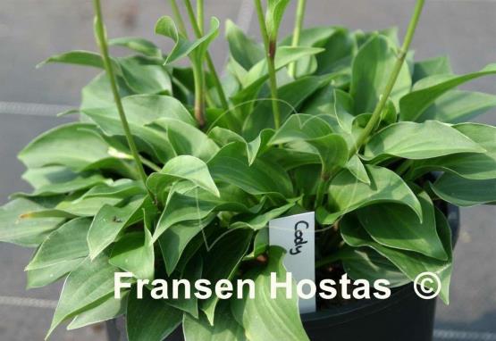 Hosta Cody