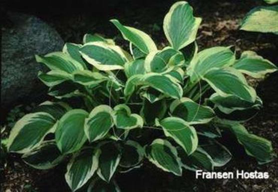 Hosta Coquette
