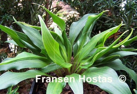 Hosta Corkscrew