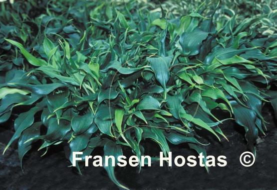 Hosta Corkscrew