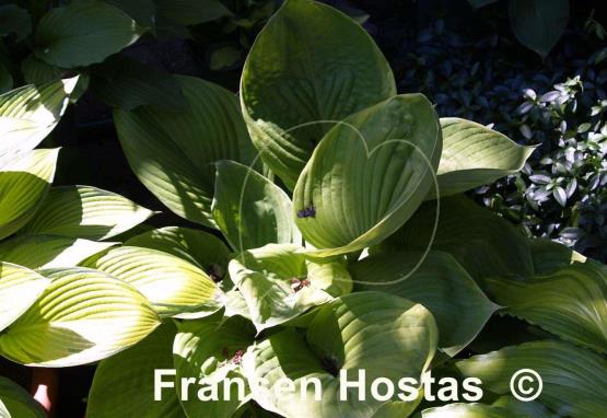 Hosta Corona