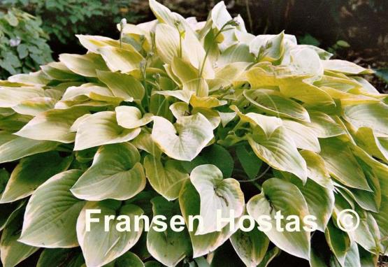 Hosta Cream Edger